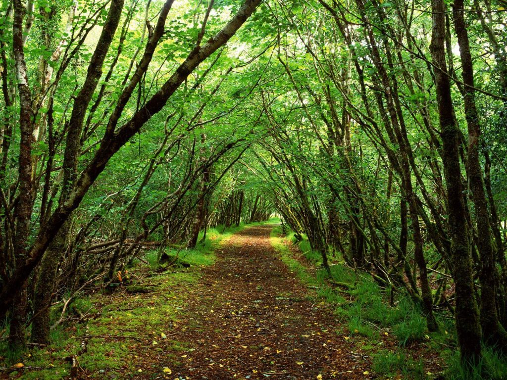 Nature