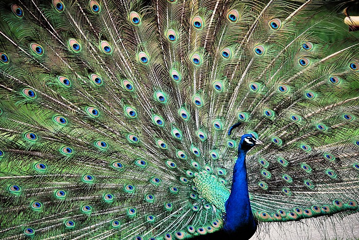 Peafowl