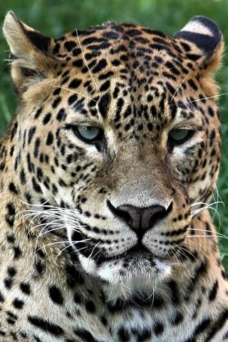 Leopard