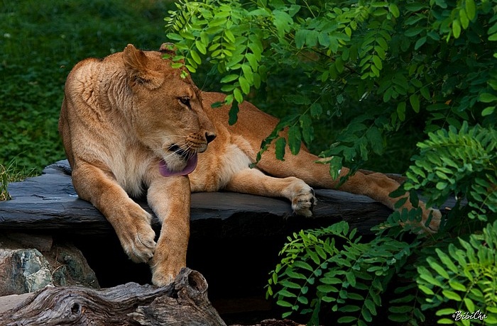 Lion