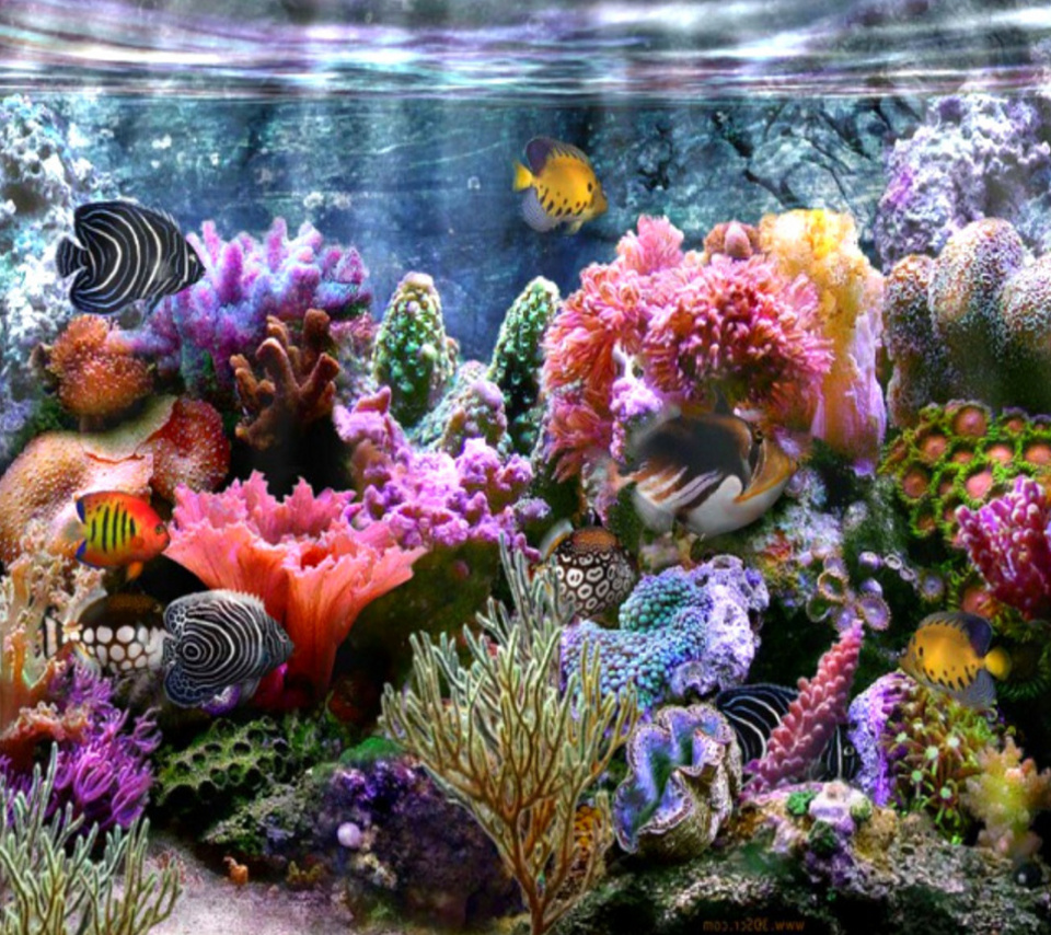 Fish