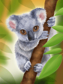 Australia Koala