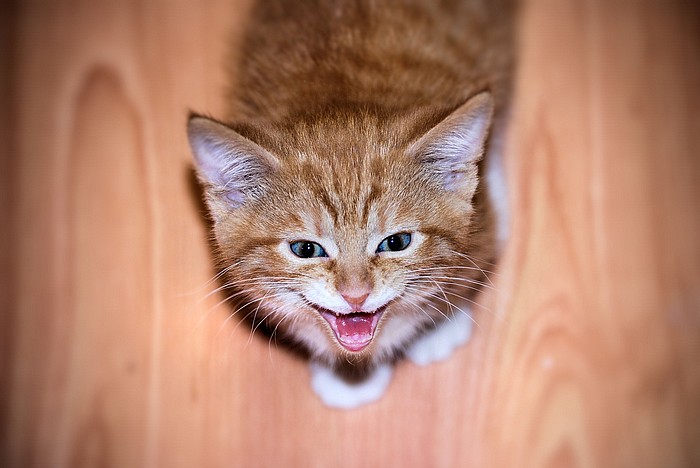 Cat