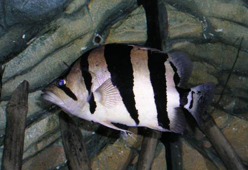 Tiger fis