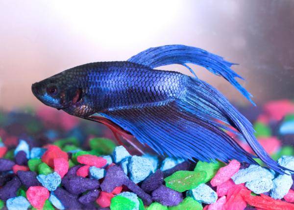 Blue beta