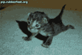 Kitty push ups