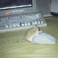Rat s3xtoon