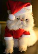 Santy cat