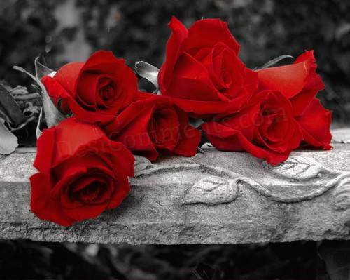 rose 5