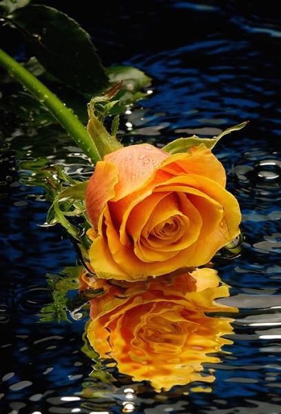 Rose 2