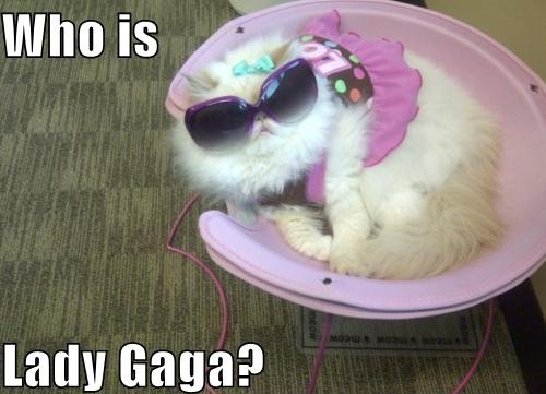 Lady Gaga Kitty
