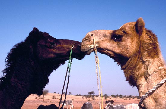 Camel Kis