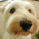 doggy