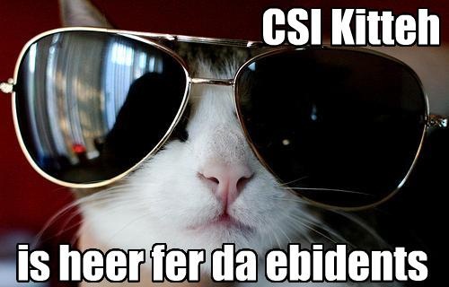 CSI Kitty