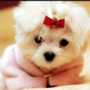 cute dogg