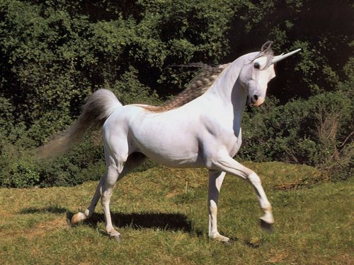 Unicorn W