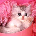 Cutey kit