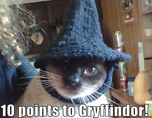 Gryffindor Cat