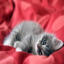 cat in re