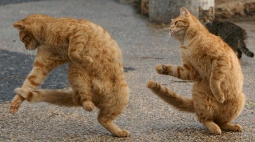 Breakdancing MC Hammer Cats
