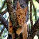 Cat on tr