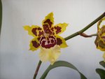 Yellow fl