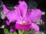 Purple fl