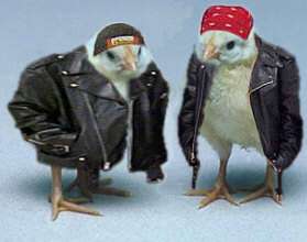 Biker chi