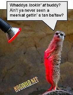 Meerkat