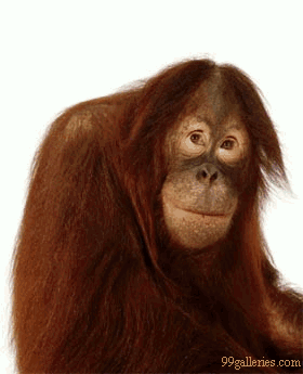 monkey Booo