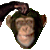 confuz monkey