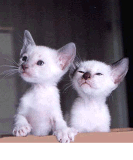 cute cat
