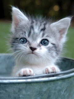 Funny cat