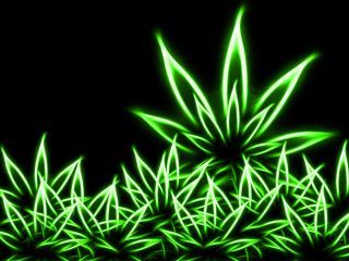 Neon Weed