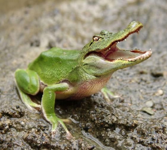 Frog Croc