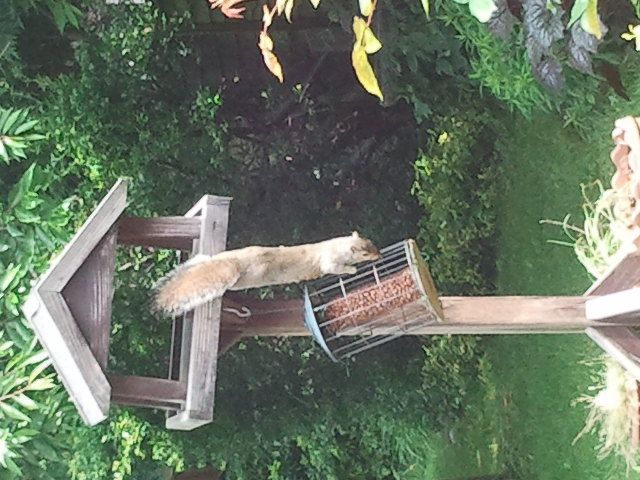 Squirrel