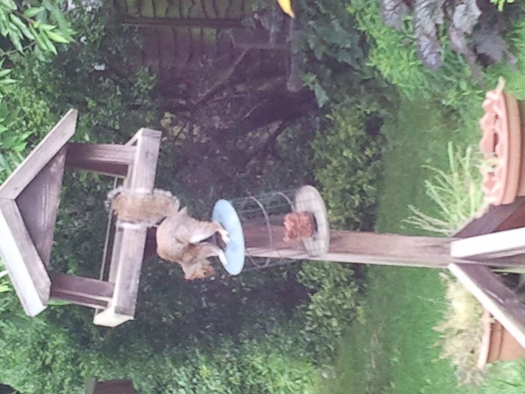 Squirrel