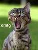 Caty cat