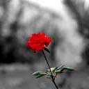 rose