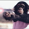Monkey handsup