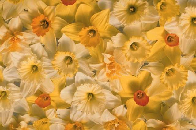 daffodil