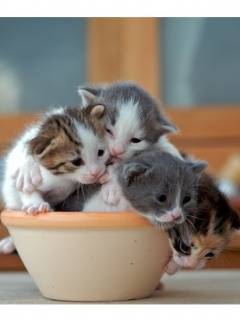 4-Cute-Cats