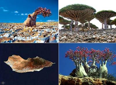 Socotra, 