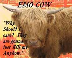 Emo cow