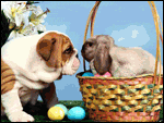 puppies.gif