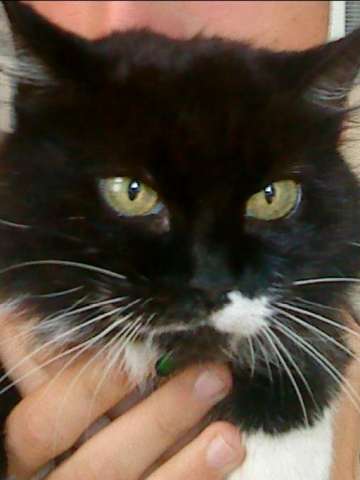 Me cat