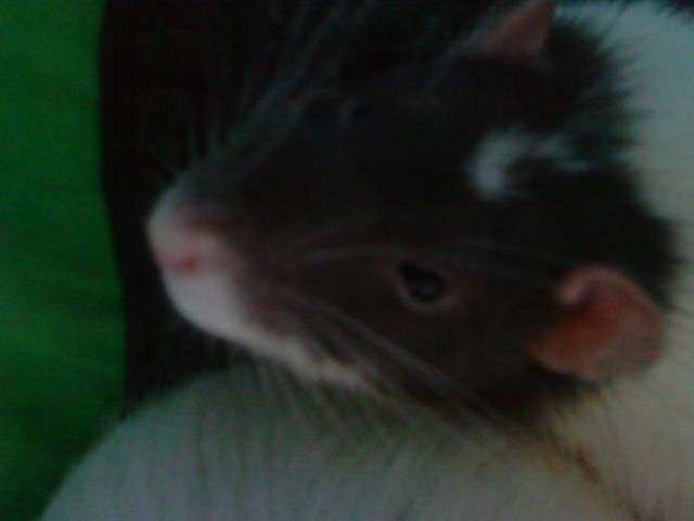 My rat ro