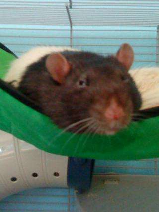 Mums rat