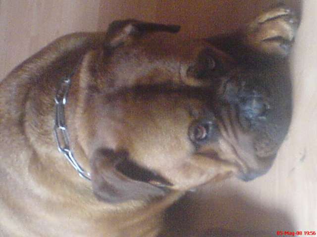 My dog