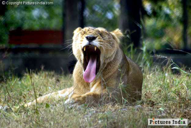 Yawning L
